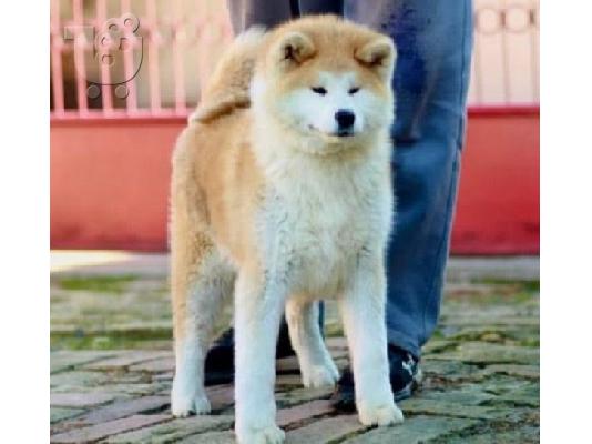 Akita Inu